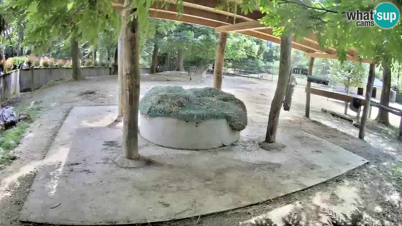 Web kamera uživo Zebras u ZOO Ljubljana – Slovenija