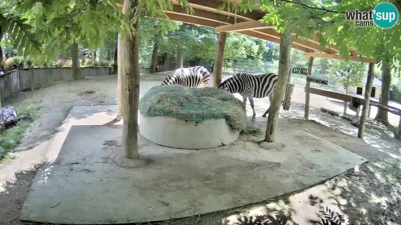Web kamera uživo Zebras u ZOO Ljubljana – Slovenija
