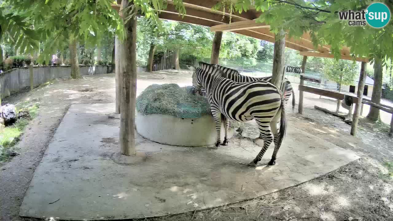 Web kamera uživo Zebras u ZOO Ljubljana – Slovenija
