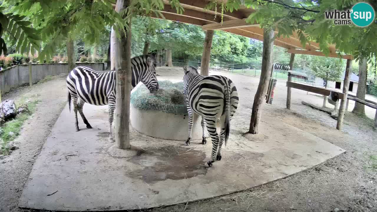 Web kamera uživo Zebras u ZOO Ljubljana – Slovenija