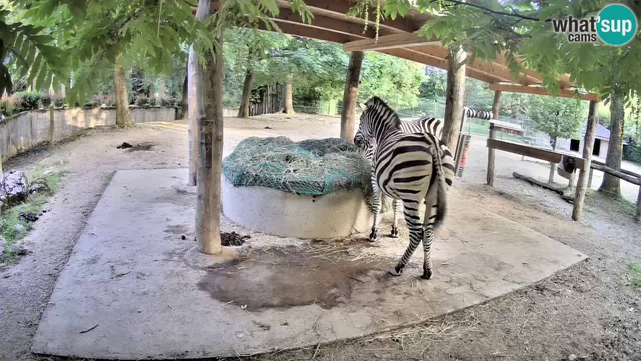 Web kamera uživo Zebras u ZOO Ljubljana – Slovenija