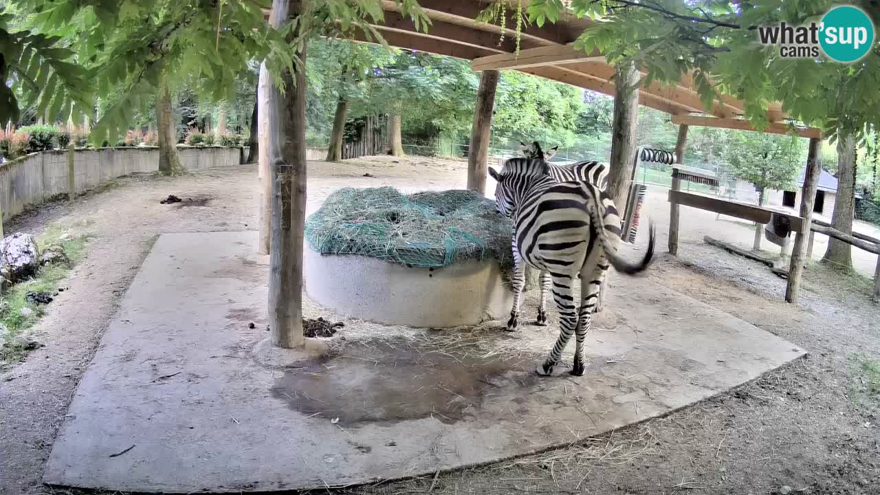 Live Webcam Zebras in Ljubljana ZOO – Slowenien