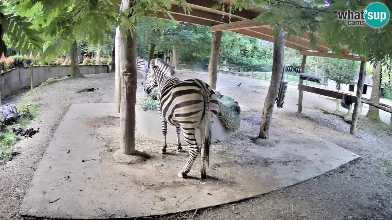 Live webcam Zebras in Ljubljana ZOO – Slovenia