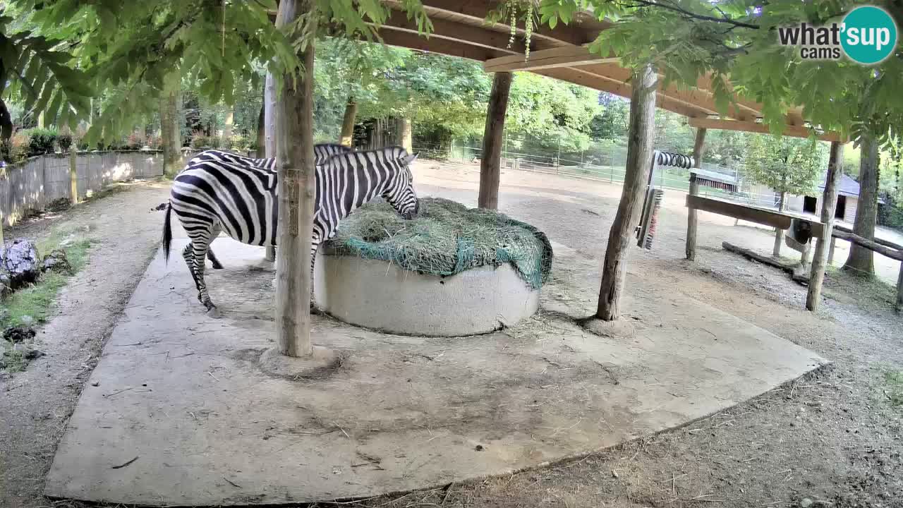 Live Webcam Zebras in Ljubljana ZOO – Slowenien