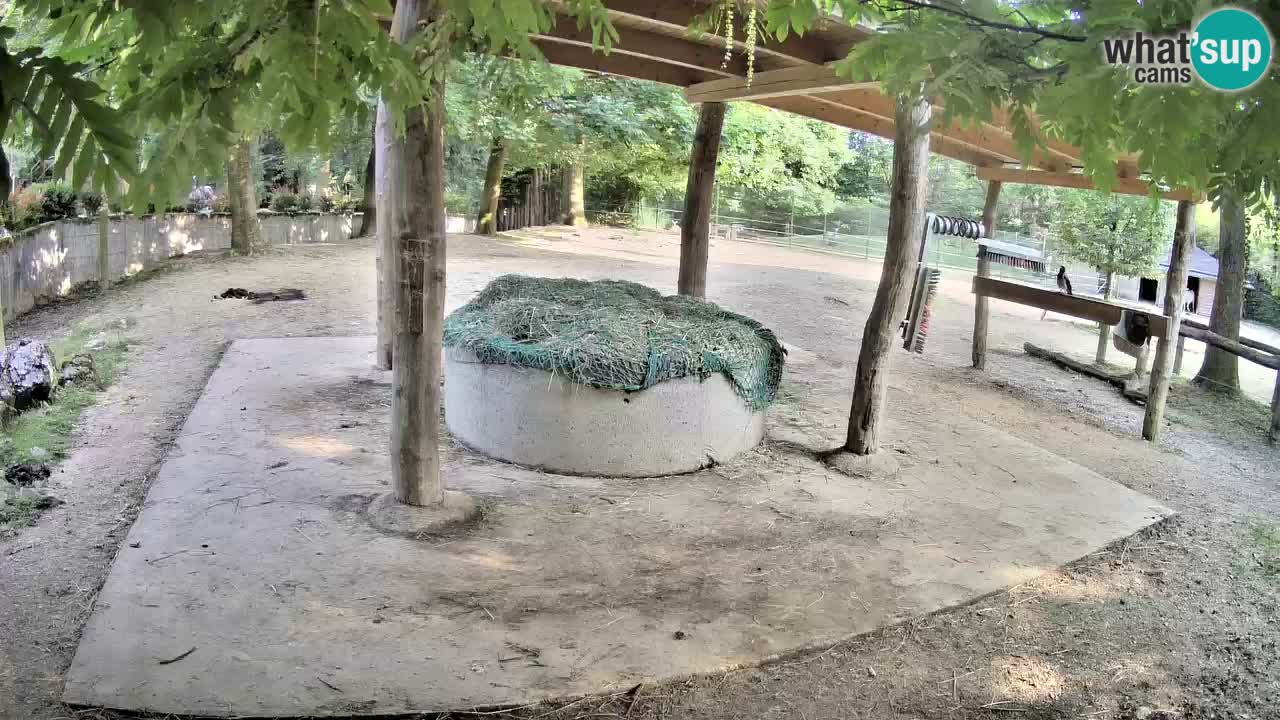 Live Webcam Zebras in Ljubljana ZOO – Slowenien