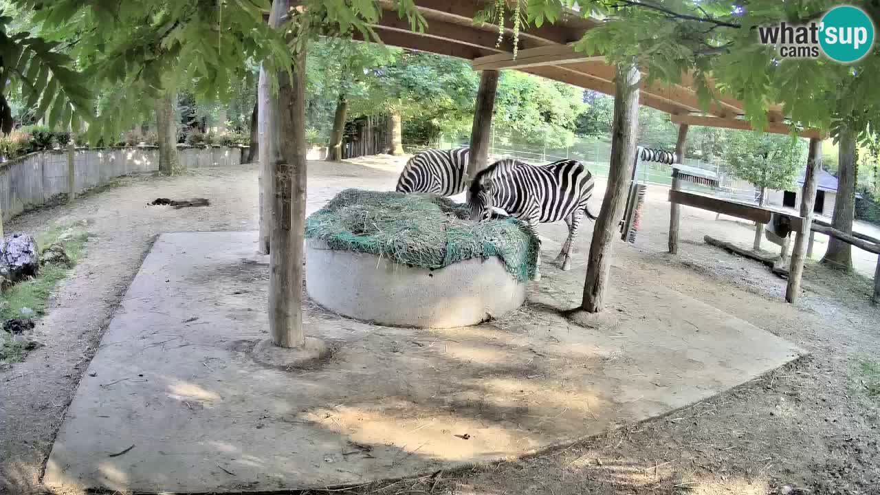 Zebre v živo v živalskem vrtu Ljubljana ZOO spletne kamere