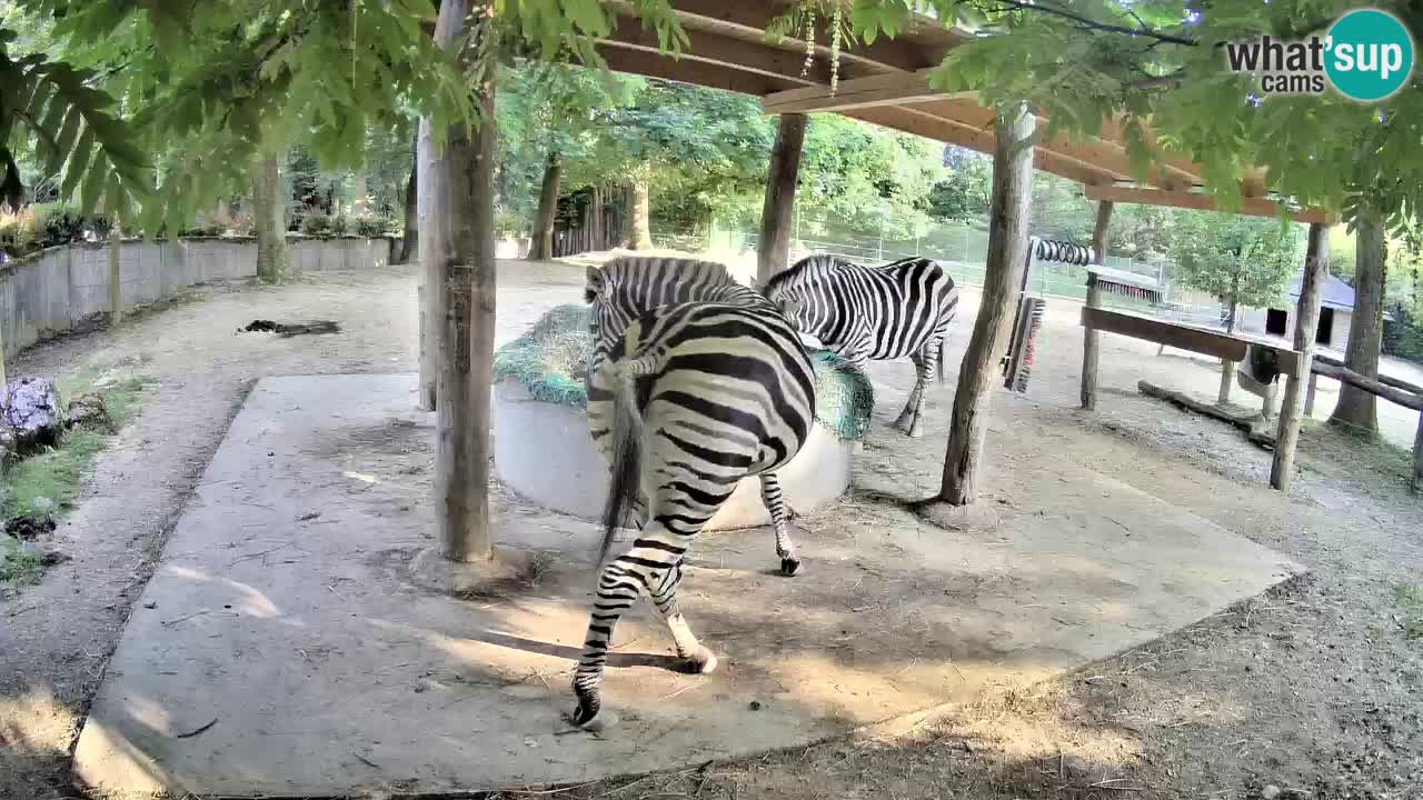 Zebre v živo v živalskem vrtu Ljubljana ZOO spletne kamere