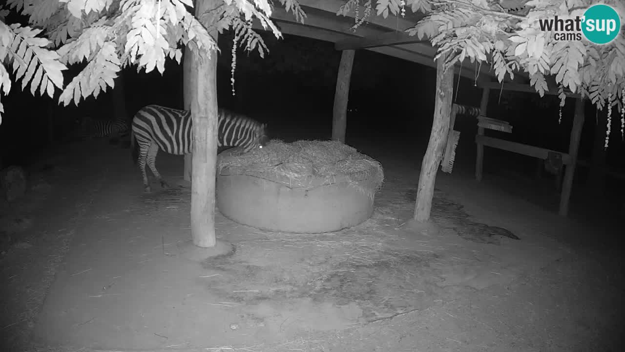 Live webcam Zebras in Ljubljana ZOO – Slovenia