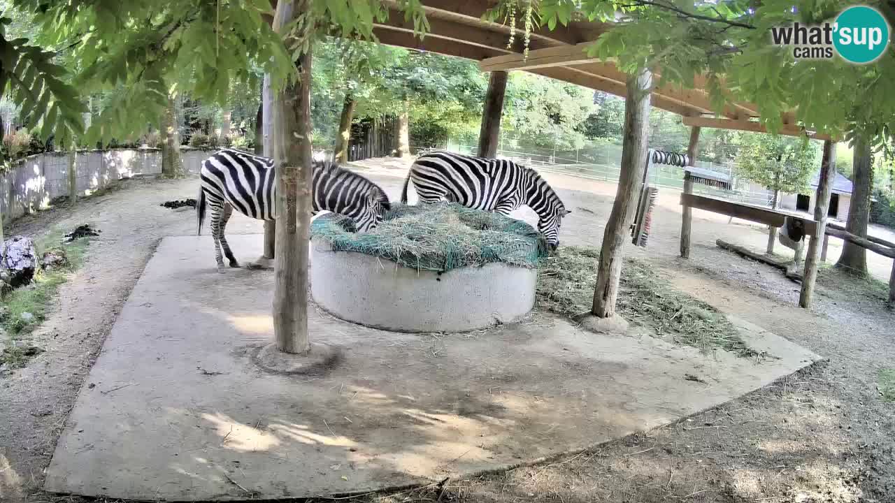 Live Webcam Zebras in Ljubljana ZOO – Slowenien