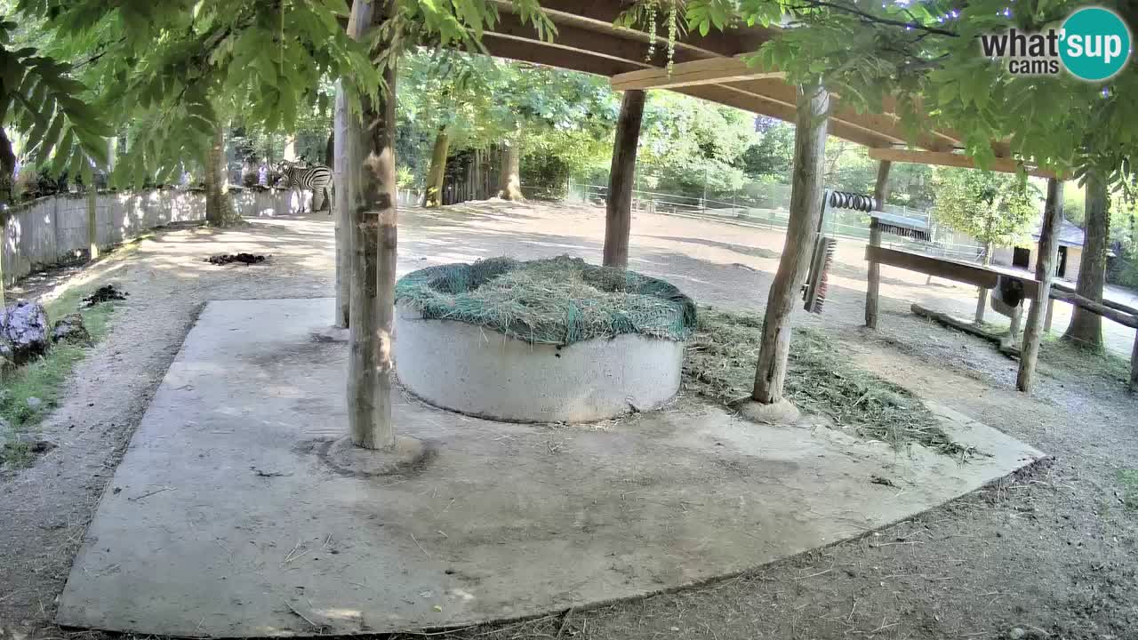 Le Zebre nello ZOO di Ljubljana – Slovenia Live webcam