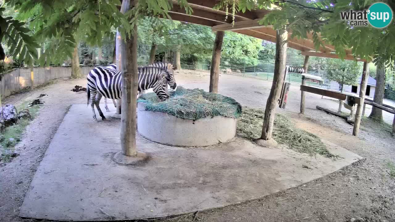 Live webcam Zebras in Ljubljana ZOO – Slovenia