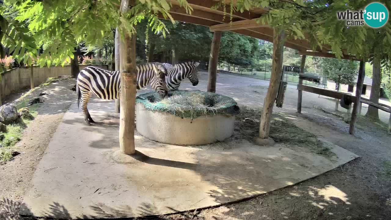 Web kamera uživo Zebras u ZOO Ljubljana – Slovenija