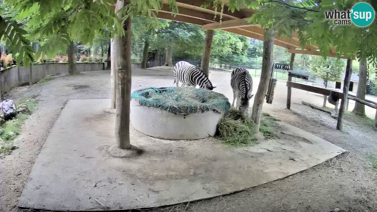 Web kamera uživo Zebras u ZOO Ljubljana – Slovenija