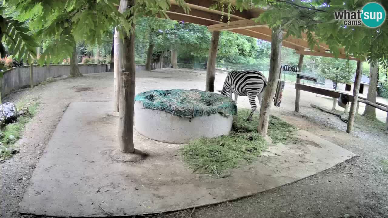 Live Webcam Zebras in Ljubljana ZOO – Slowenien