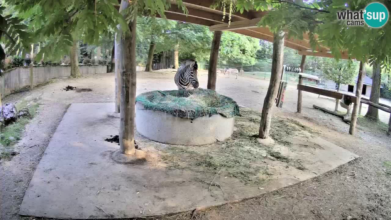 Live webcam Zebras in Ljubljana ZOO – Slovenia