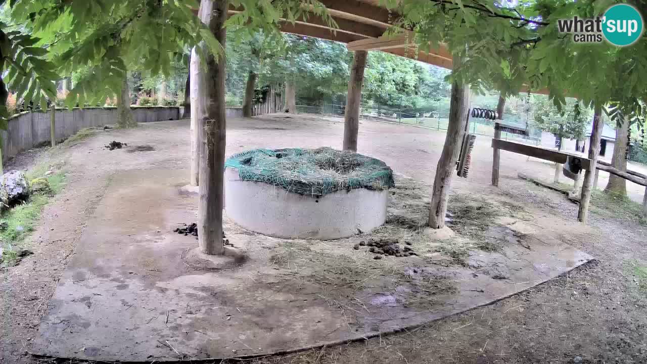 Le Zebre nello ZOO di Ljubljana – Slovenia Live webcam