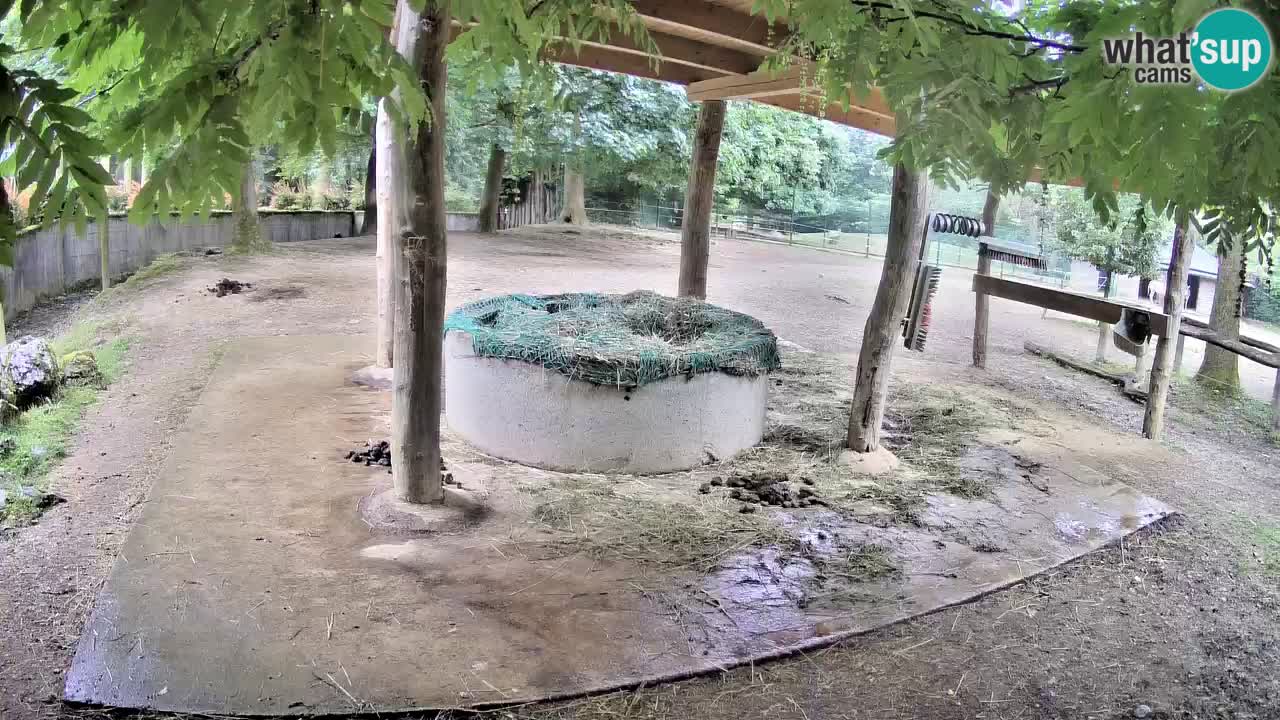 Live webcam Zebras in Ljubljana ZOO – Slovenia