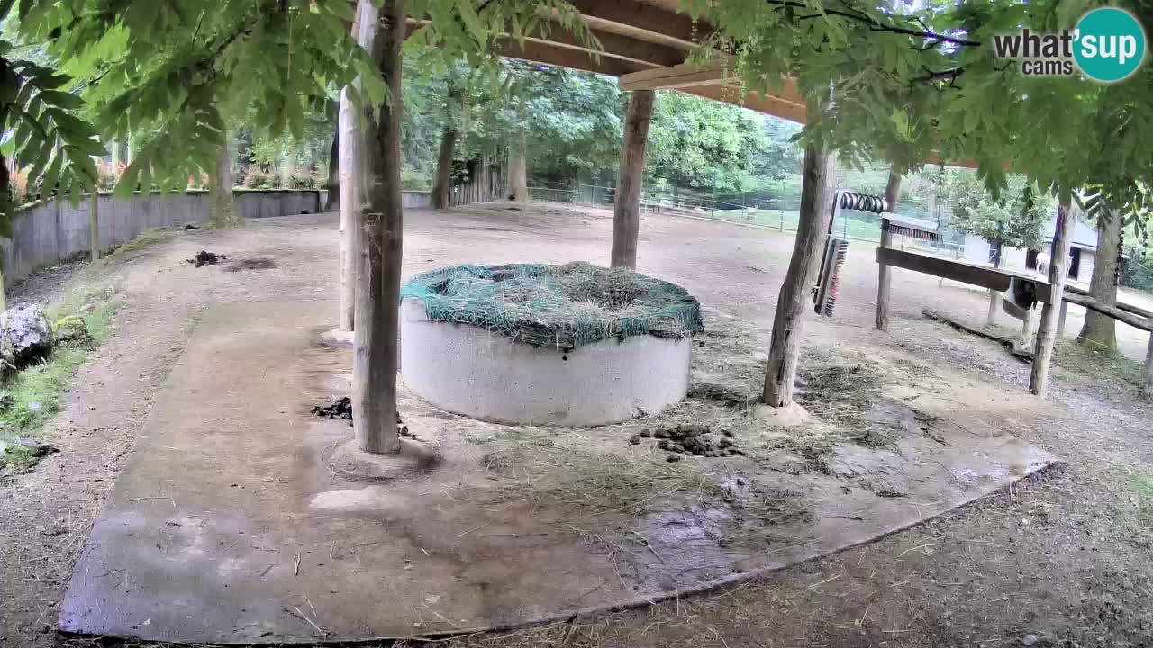Live Webcam Zebras in Ljubljana ZOO – Slowenien