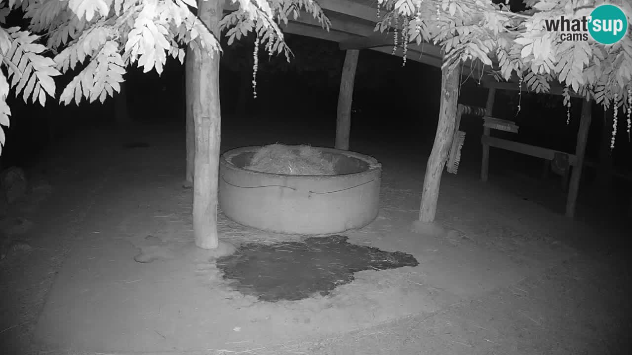 Live webcam Zebras in Ljubljana ZOO – Slovenia