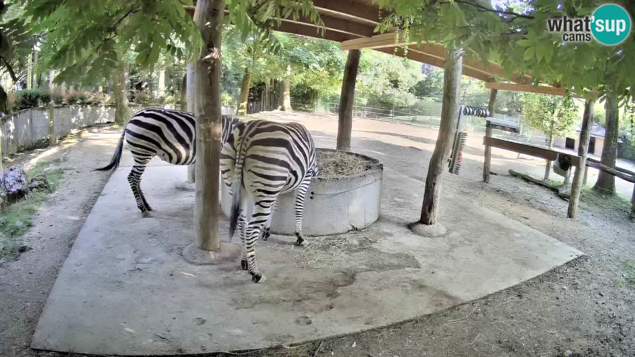 Live webcam Zebras in Ljubljana ZOO – Slovenia