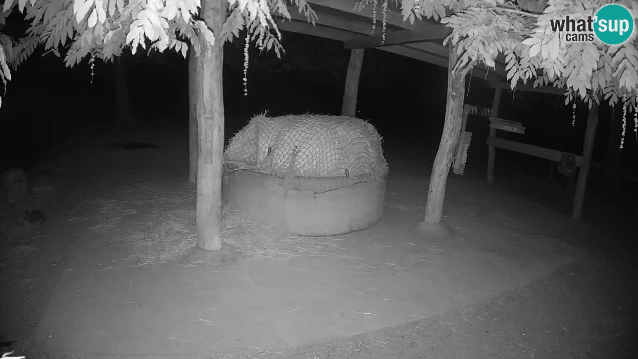 Live webcam Zebras in Ljubljana ZOO – Slovenia