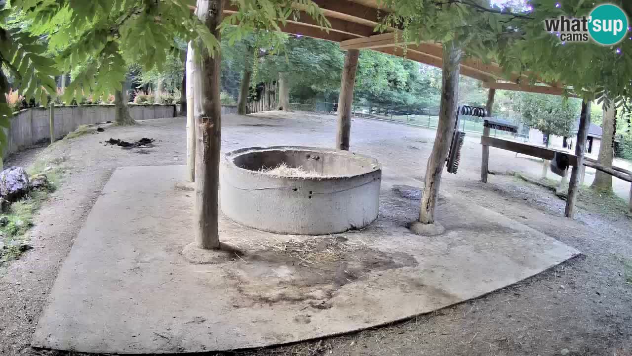 Live webcam Zebras in Ljubljana ZOO – Slovenia