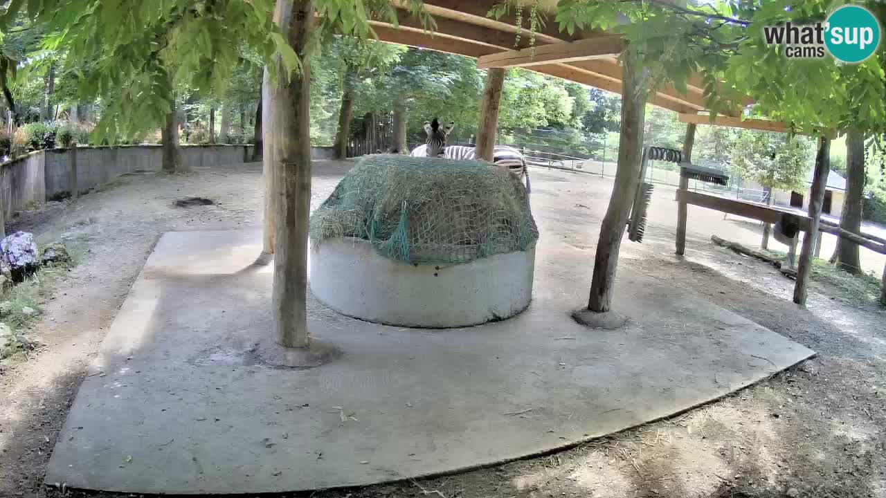 Web kamera uživo Zebras u ZOO Ljubljana – Slovenija