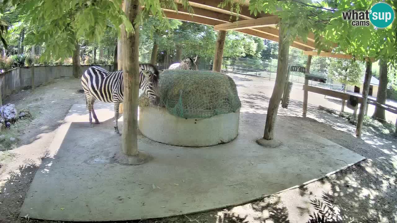 Camera en vivo Cebras in Ljubljana ZOO – Eslovenia