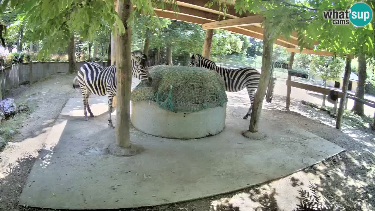 Live webcam Zebras in Ljubljana ZOO – Slovenia