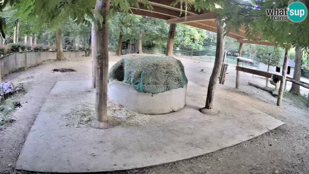 Live webcam Zebras in Ljubljana ZOO – Slovenia