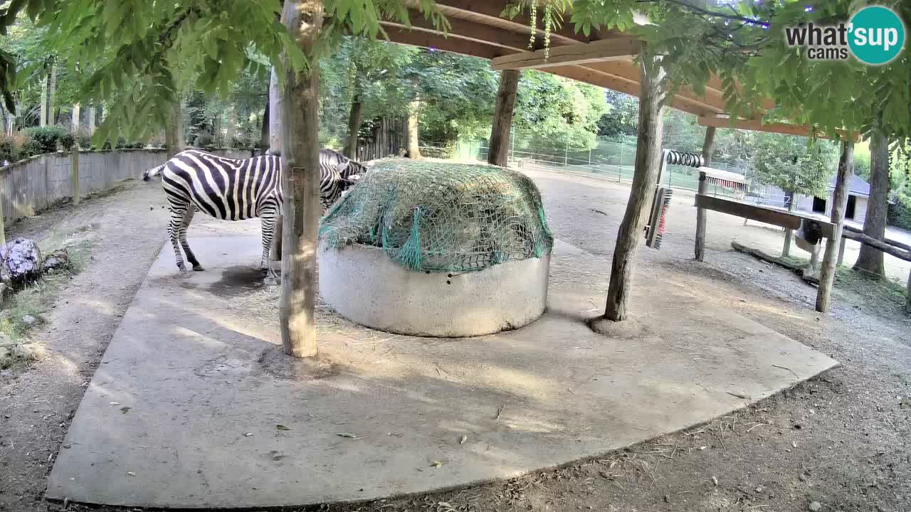 Live webcam Zebras in Ljubljana ZOO – Slovenia