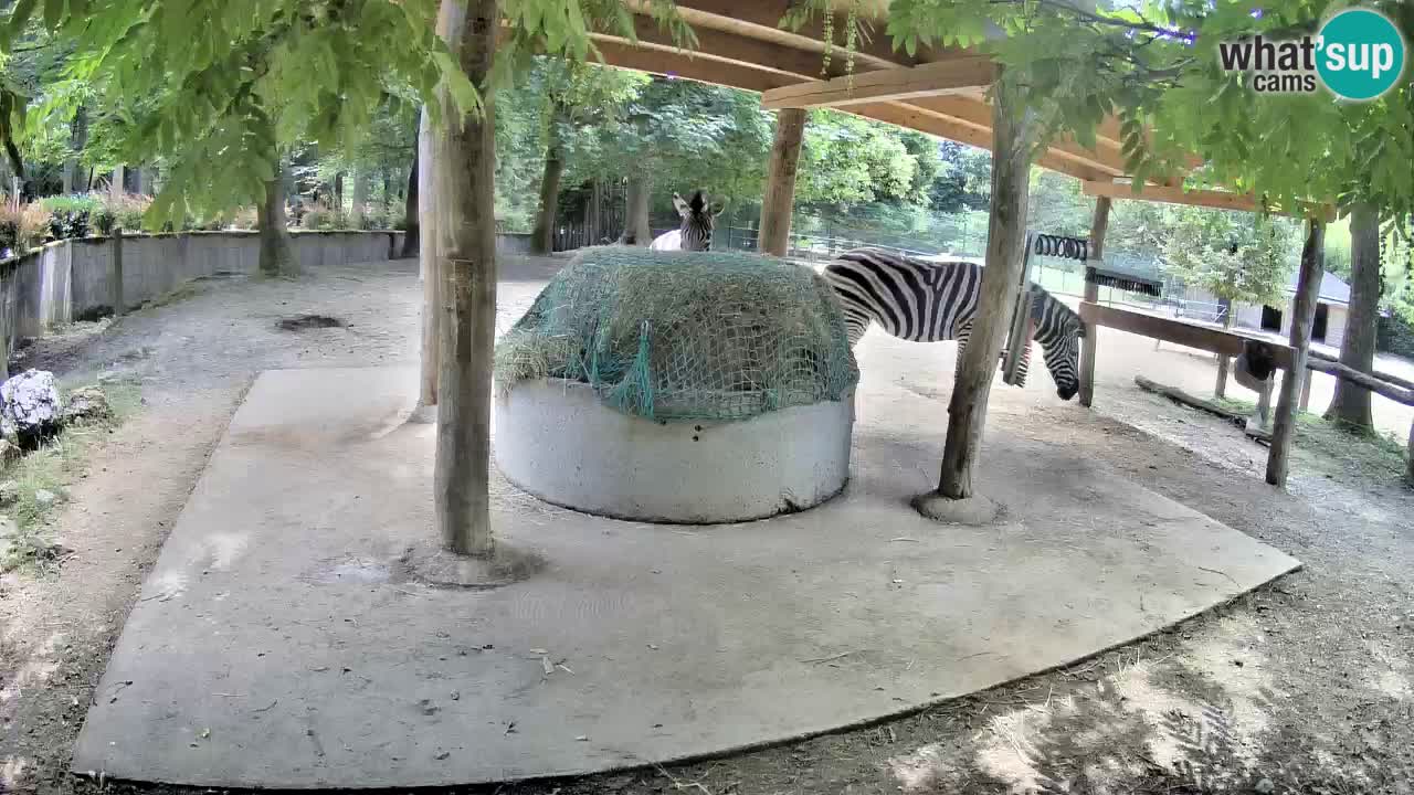 Live webcam Les zèbres in Ljubljana ZOO – Slovénie