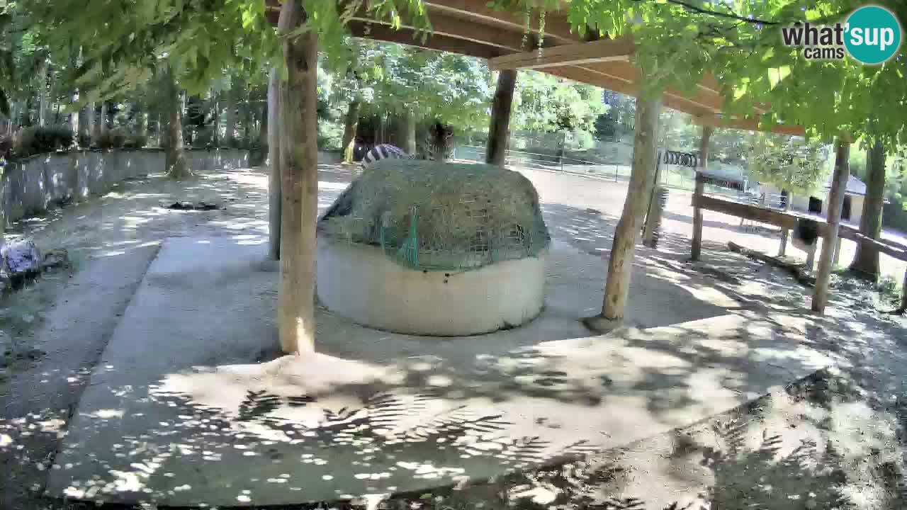 Live webcam Zebras in Ljubljana ZOO – Slovenia