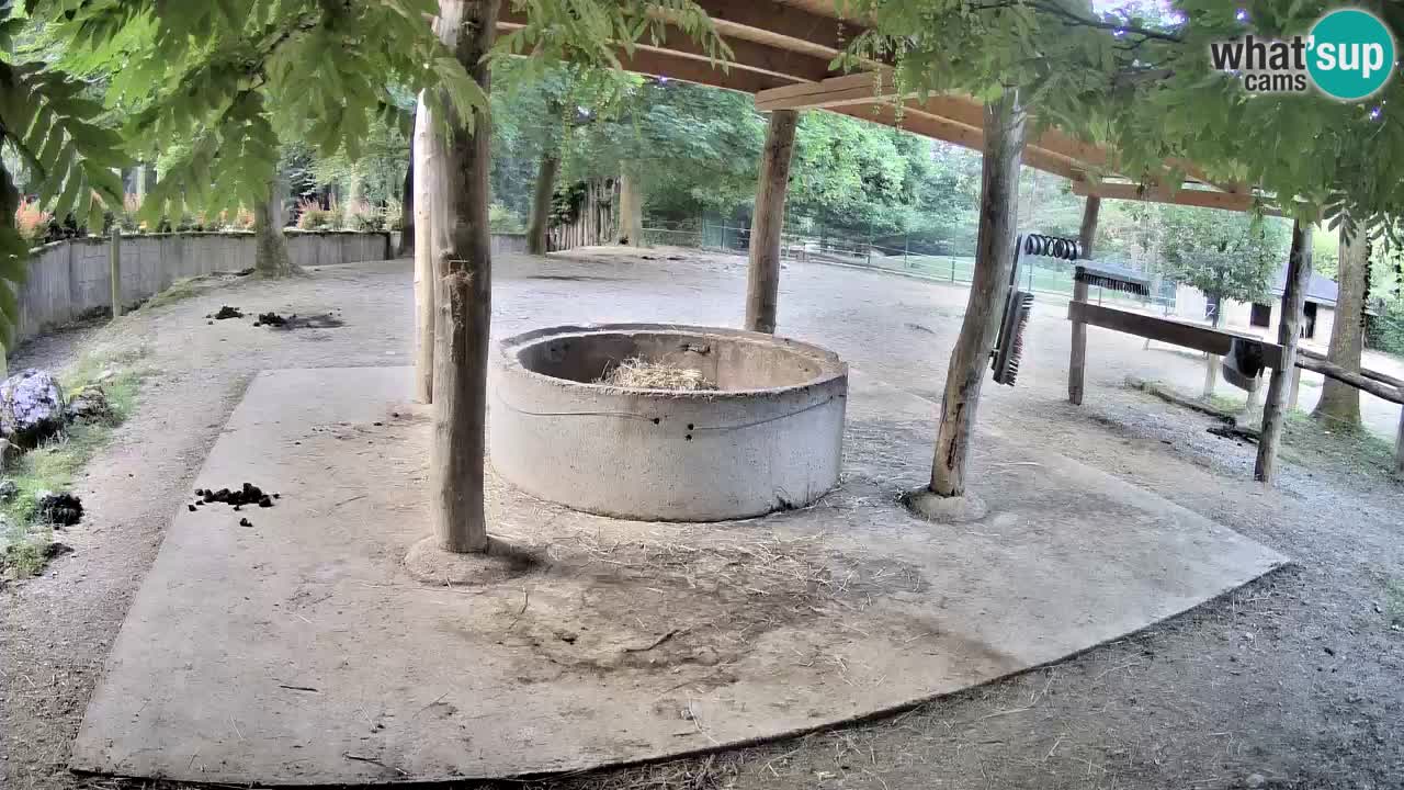 Web kamera uživo Zebras u ZOO Ljubljana – Slovenija