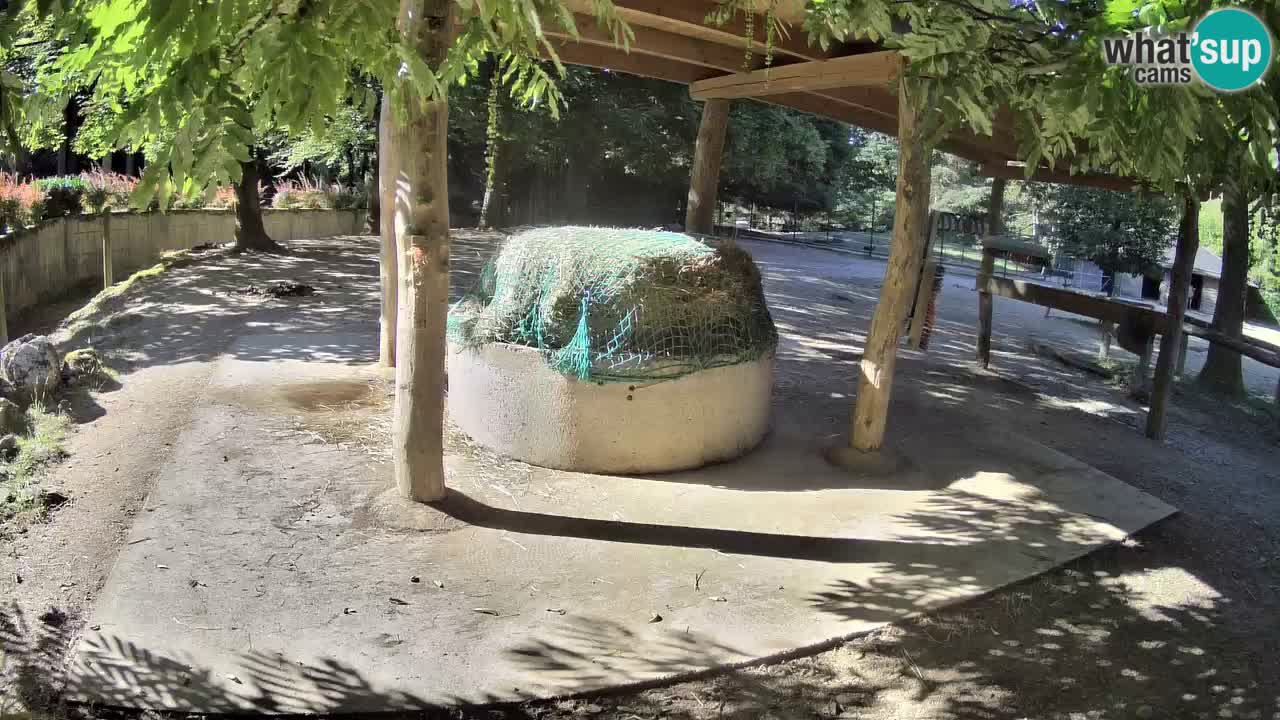 Web kamera uživo Zebras u ZOO Ljubljana – Slovenija