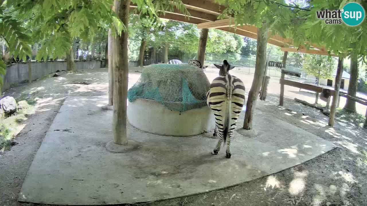 Live webcam Zebras in Ljubljana ZOO – Slovenia