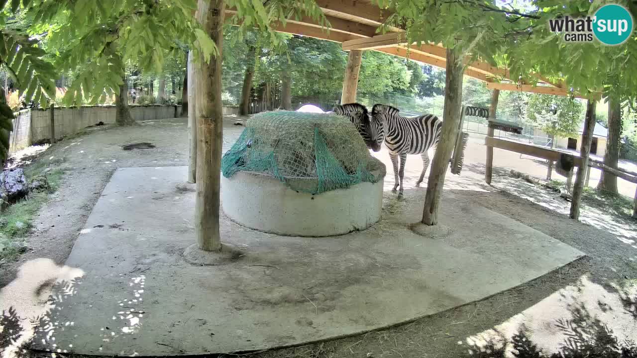 Live webcam Zebras in Ljubljana ZOO – Slovenia