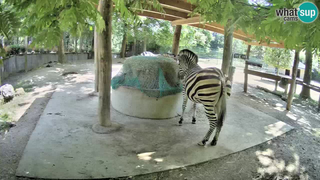 Live webcam Zebras in Ljubljana ZOO – Slovenia