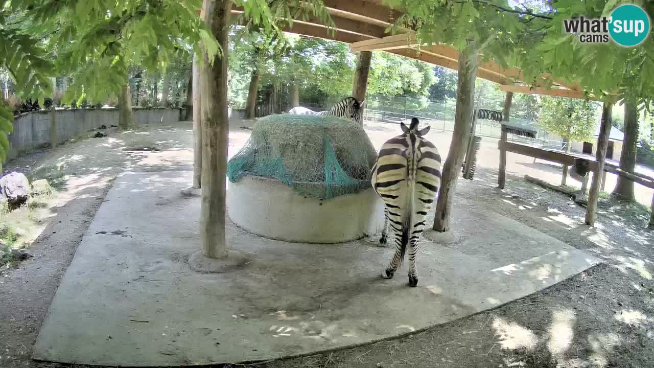 Live webcam Zebras in Ljubljana ZOO – Slovenia