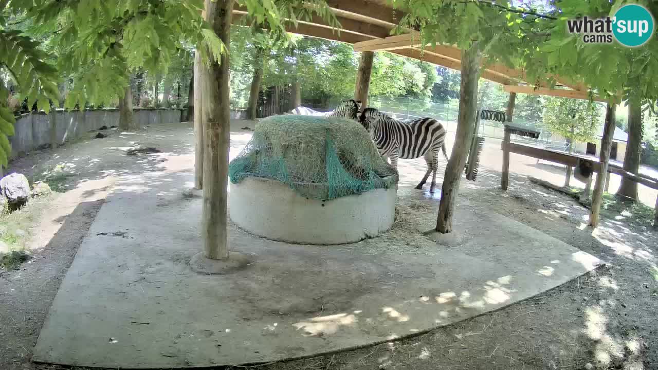 Live Webcam Zebras in Ljubljana ZOO – Slowenien