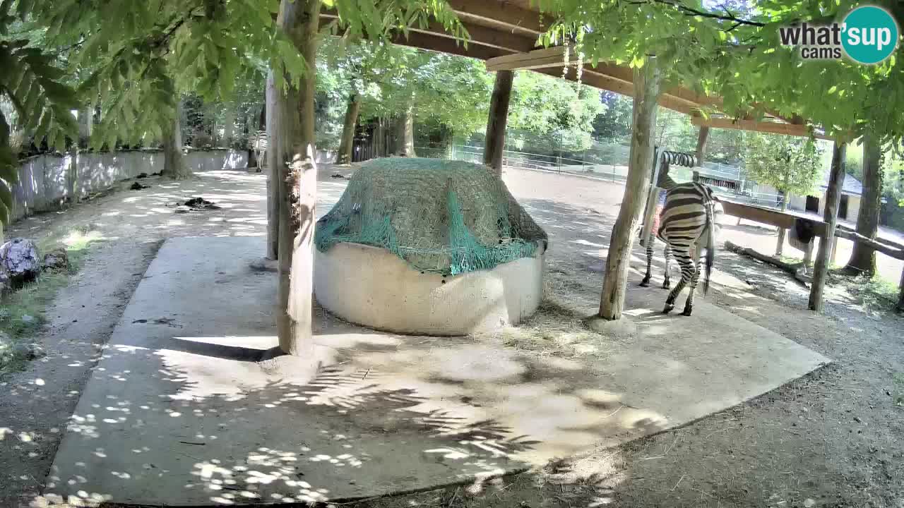 Live webcam Zebras in Ljubljana ZOO – Slovenia