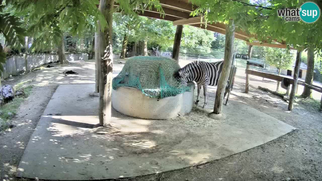 Live webcam Zebras in Ljubljana ZOO – Slovenia