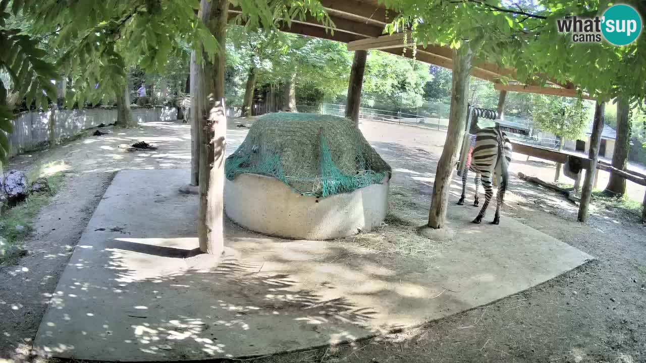 Live webcam Zebras in Ljubljana ZOO – Slovenia