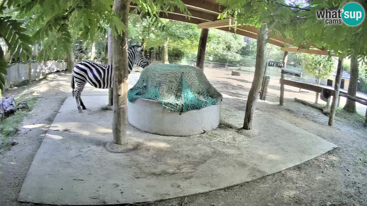 Live webcam Zebras in Ljubljana ZOO – Slovenia