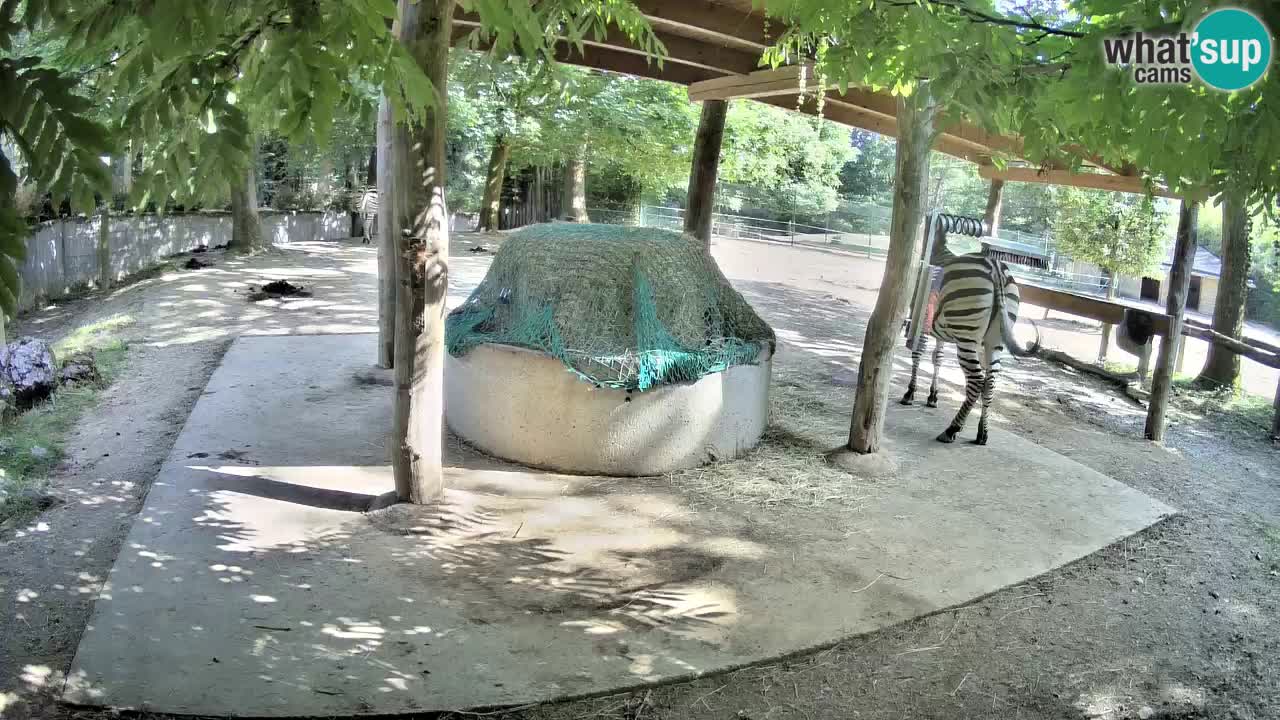 Live webcam Zebras in Ljubljana ZOO – Slovenia