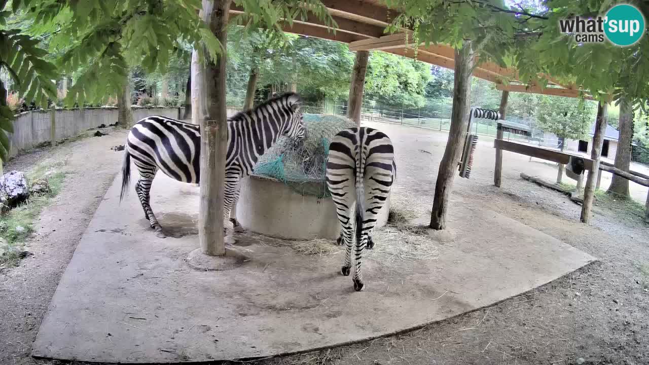 Live webcam Zebras in Ljubljana ZOO – Slovenia