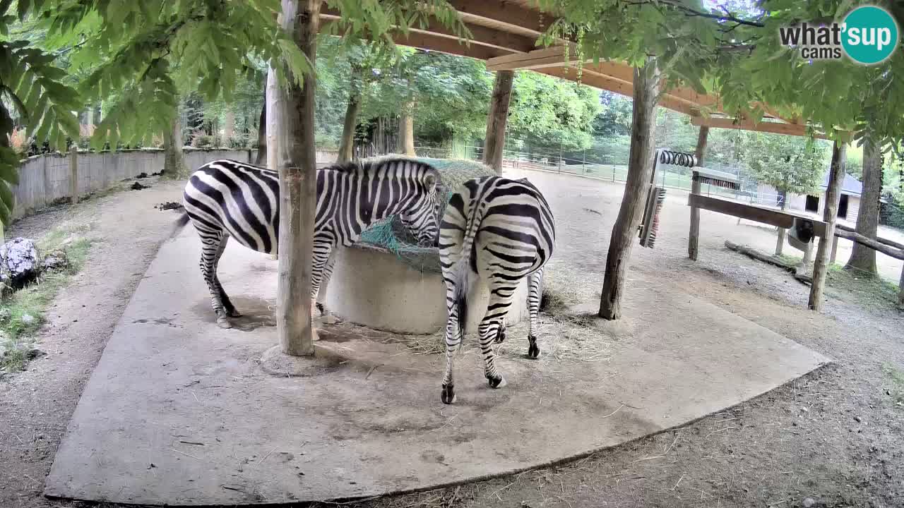 Live webcam Zebras in Ljubljana ZOO – Slovenia