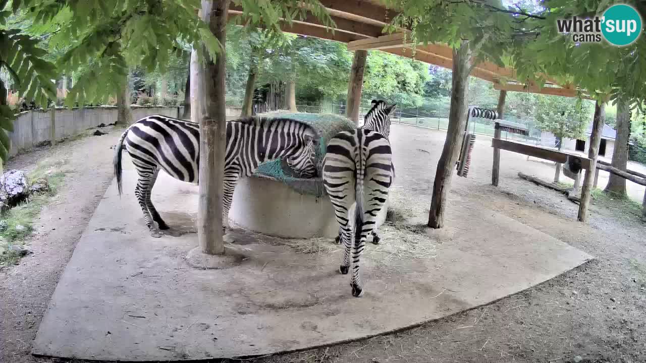 Live webcam Zebras in Ljubljana ZOO – Slovenia
