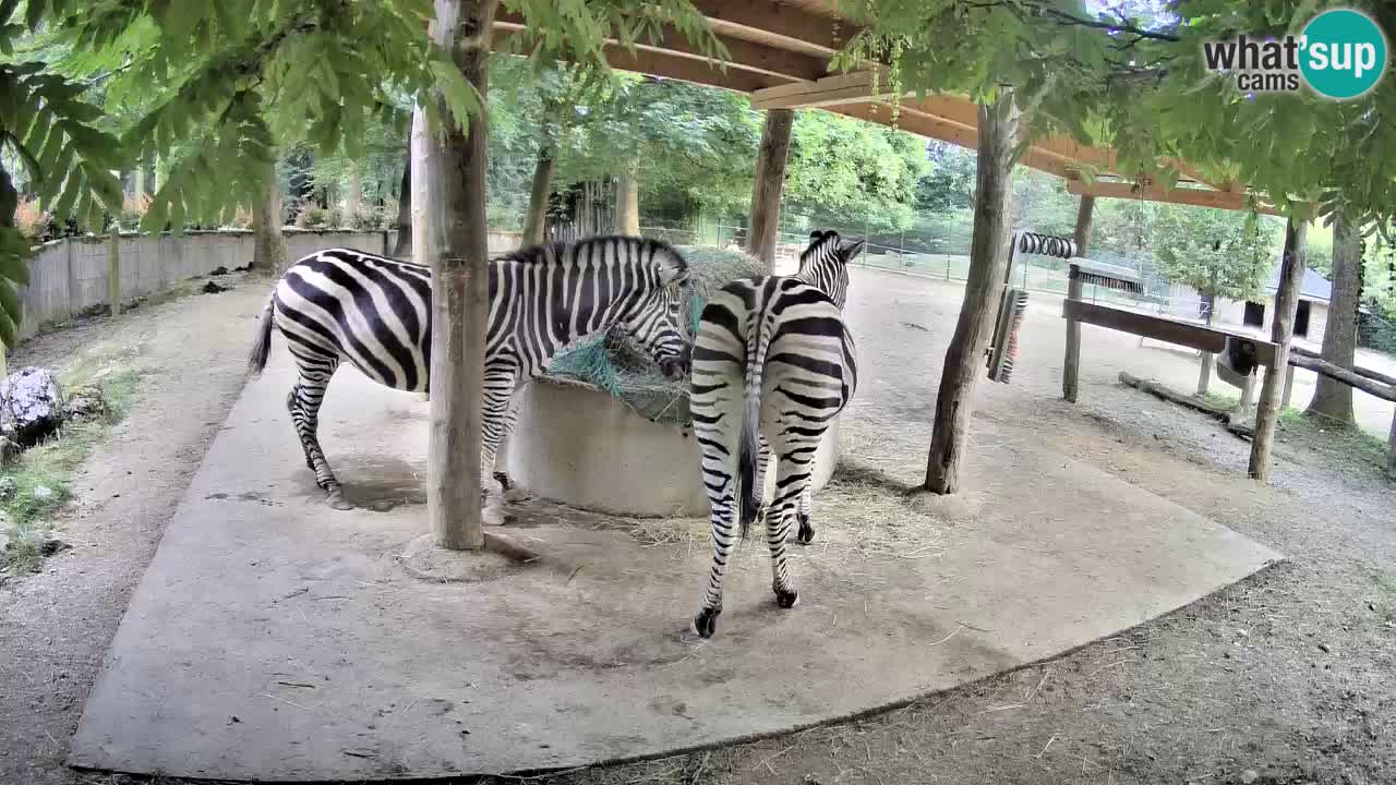 Live webcam Zebras in Ljubljana ZOO – Slovenia