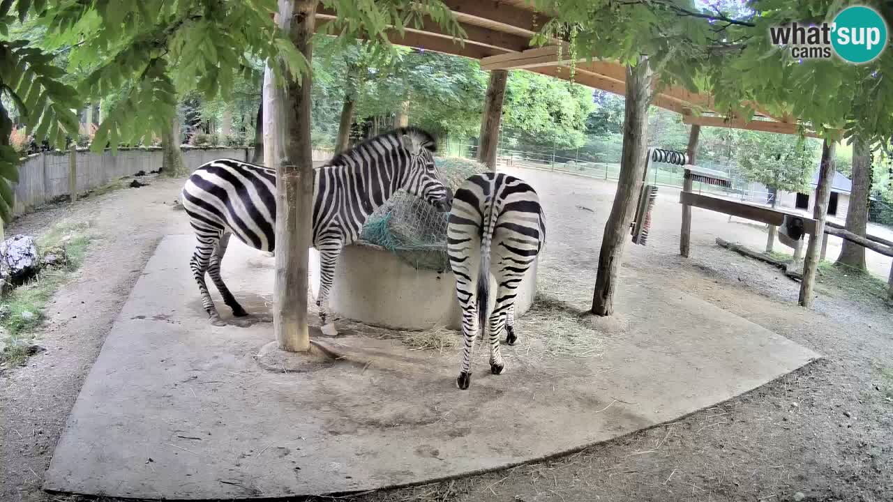 Live webcam Zebras in Ljubljana ZOO – Slovenia